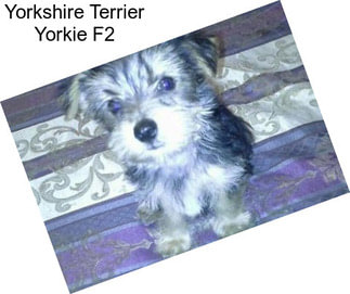 Yorkshire Terrier Yorkie F2