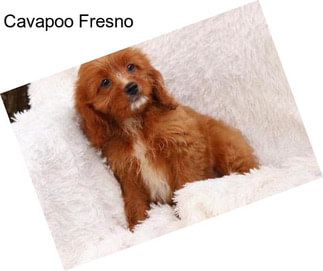 Cavapoo Fresno