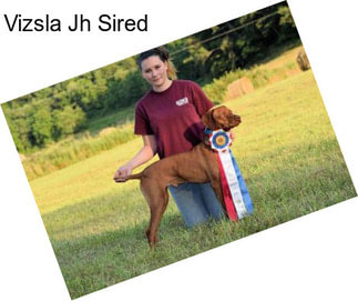 Vizsla Jh Sired