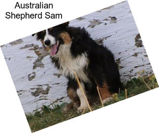 Australian Shepherd Sam