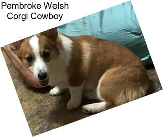 Pembroke Welsh Corgi Cowboy