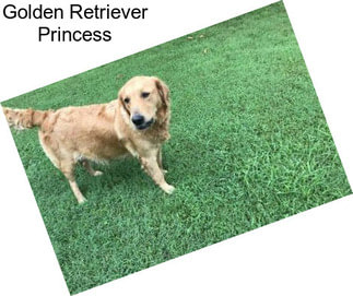 Golden Retriever Princess