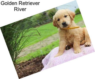 Golden Retriever River