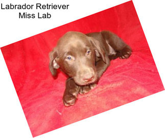 Labrador Retriever Miss Lab