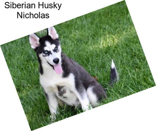 Siberian Husky Nicholas