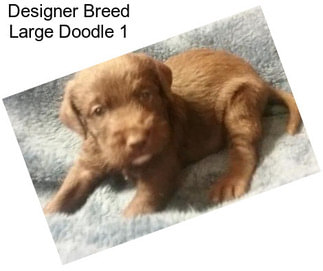 Designer Breed Large Doodle 1