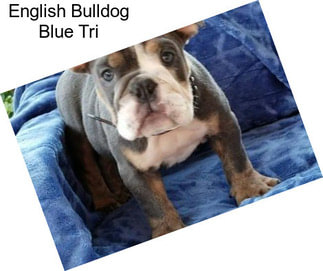 English Bulldog Blue Tri
