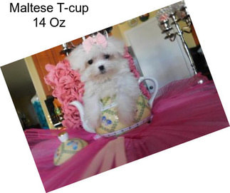 Maltese T-cup 14 Oz