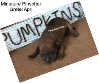 Miniature Pinscher Gretel Apri