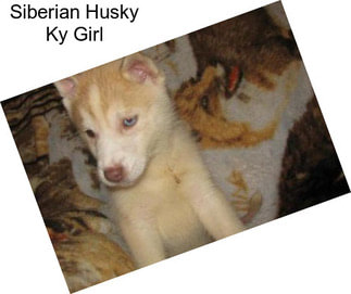 Siberian Husky Ky Girl