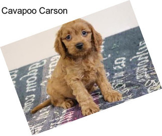Cavapoo Carson