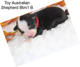 Toy Australian Shepherd Btm1 B