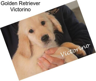 Golden Retriever Victorino