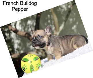 French Bulldog Pepper