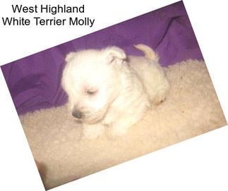 West Highland White Terrier Molly