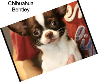 Chihuahua Bentley