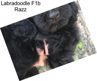 Labradoodle F1b Razz