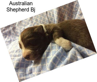 Australian Shepherd Bj