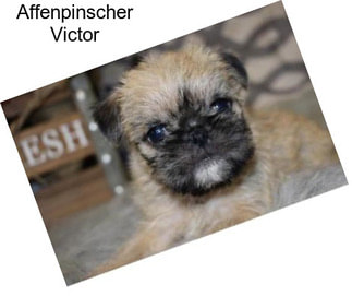 Affenpinscher Victor