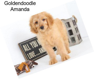 Goldendoodle Amanda