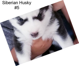 Siberian Husky #5