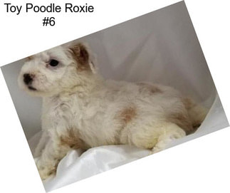 Toy Poodle Roxie #6