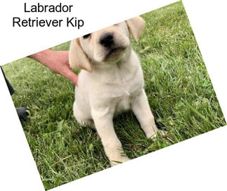 Labrador Retriever Kip