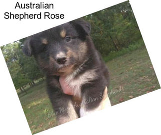 Australian Shepherd Rose