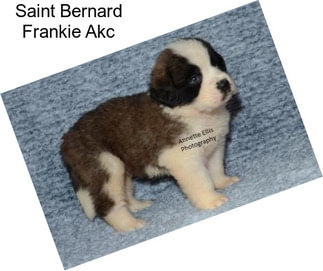 Saint Bernard Frankie Akc