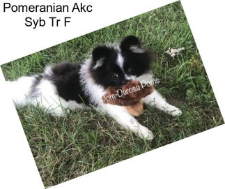 Pomeranian Akc Syb Tr F