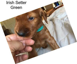 Irish Setter Green