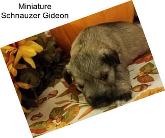Miniature Schnauzer Gideon