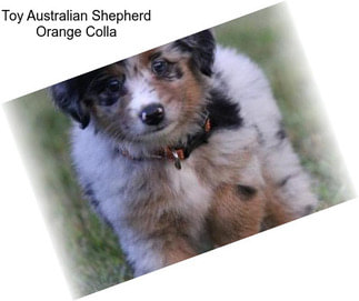 Toy Australian Shepherd Orange Colla