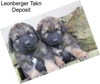 Leonberger Takn Deposit