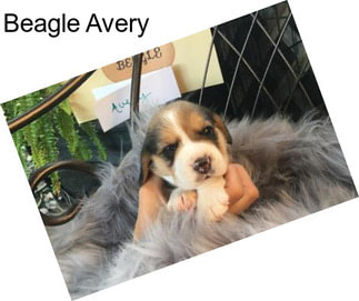Beagle Avery