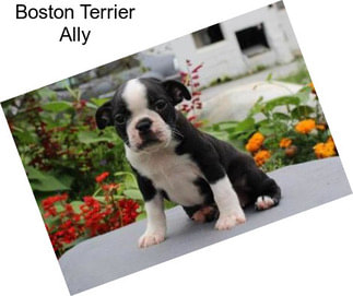 Boston Terrier Ally