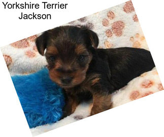 Yorkshire Terrier Jackson