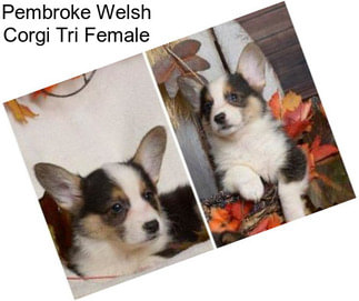 Pembroke Welsh Corgi Tri Female