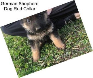 German Shepherd Dog Red Collar