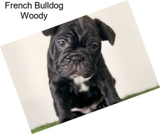 French Bulldog Woody