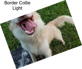 Border Collie Light