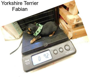 Yorkshire Terrier Fabian