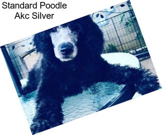 Standard Poodle Akc Silver