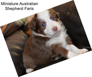 Miniature Australian Shepherd Faris