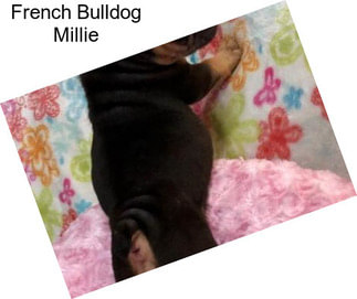 French Bulldog Millie