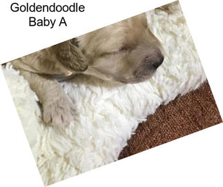 Goldendoodle Baby A