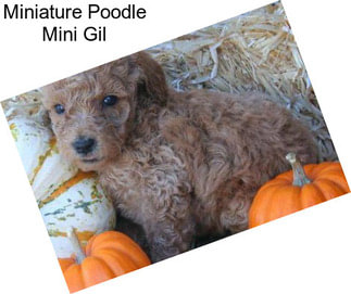 Miniature Poodle Mini Gil
