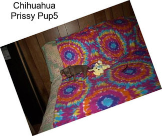 Chihuahua Prissy Pup5