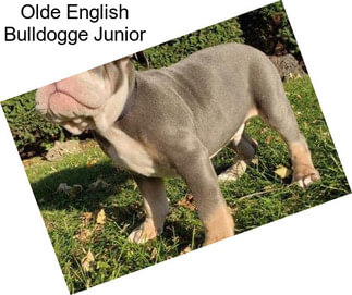 Olde English Bulldogge Junior