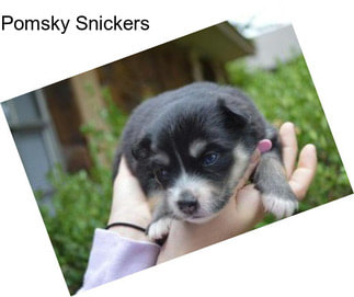 Pomsky Snickers